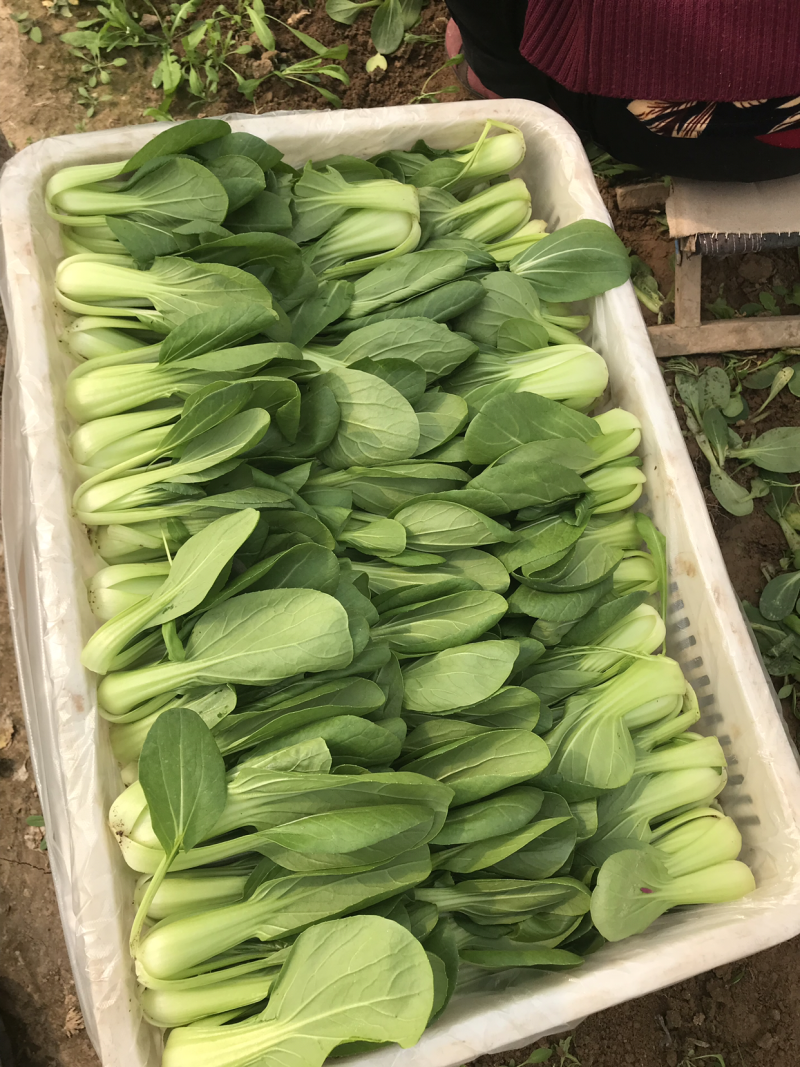 山东曹县油菜上海青商超精品，油菜现采现发