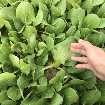 山东曹县油菜上海青商超精品，油菜现采现发