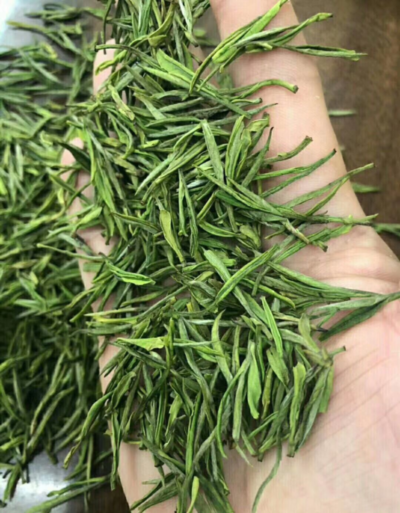 2021新茶安吉白茶雨前茶