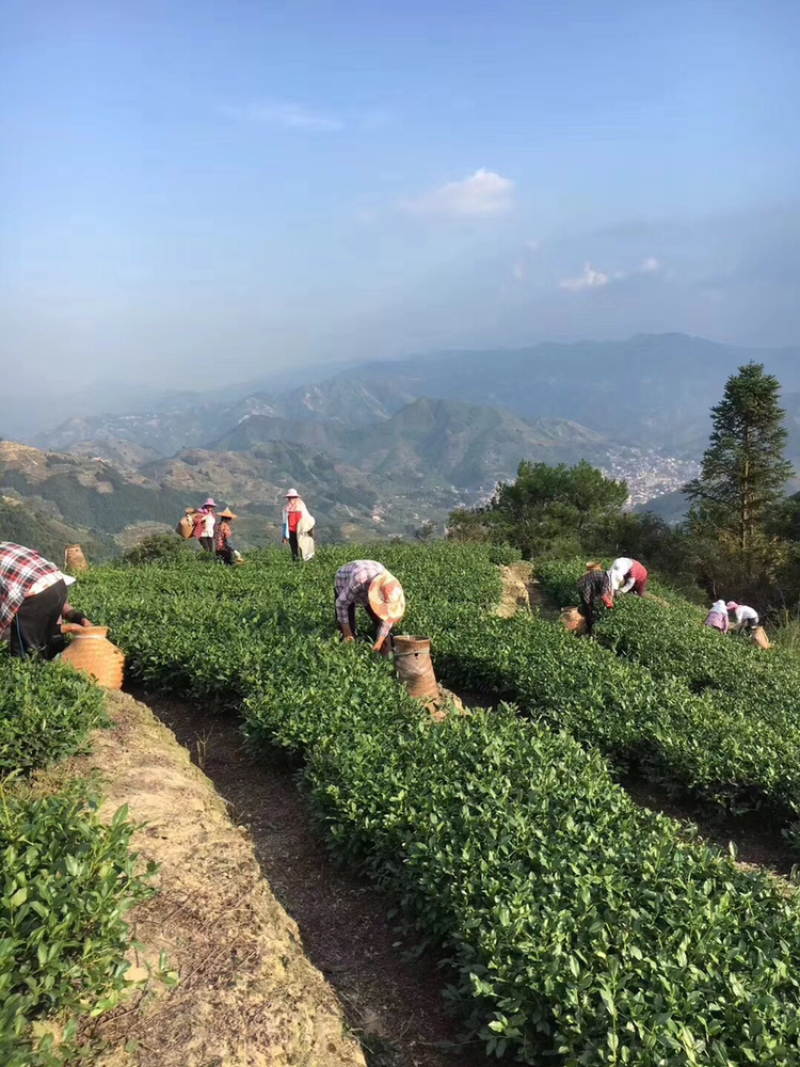 2021新茶安吉白茶雨前茶