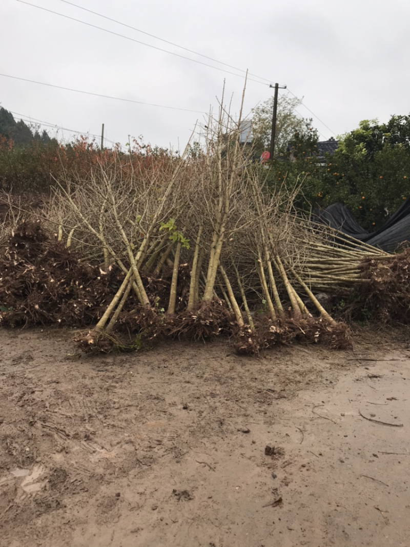 银杏（诚信经营以质量求生存）