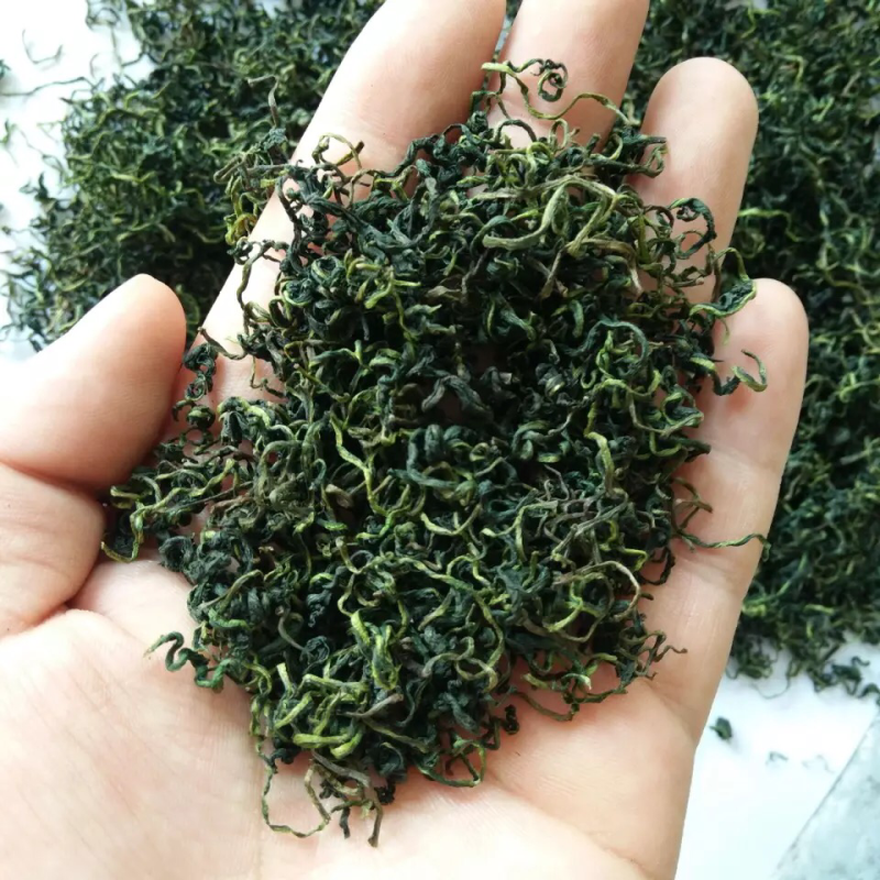 蒲公英茶2025年蒲公英叶新婆婆丁山东绿版蒲公英茶