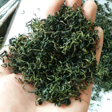 蒲公英茶2025年蒲公英叶新婆婆丁山东绿版蒲公英茶