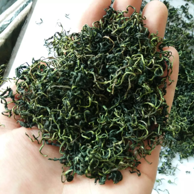 蒲公英茶2025年蒲公英叶新婆婆丁山东绿版蒲公英茶