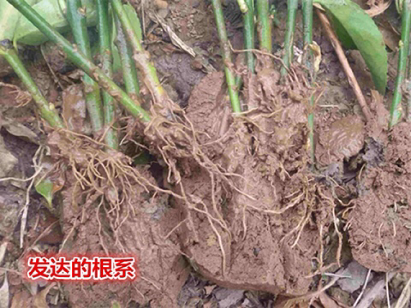 冬青苗大叶黄杨苗北海道黄杨冬青苗