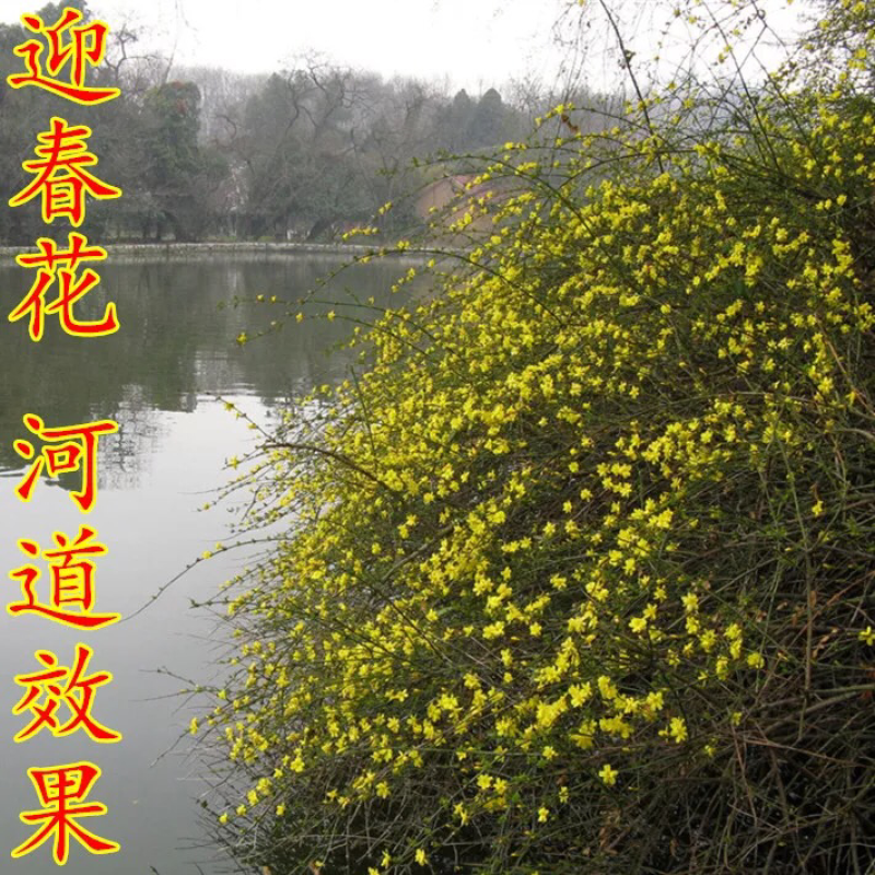 迎春花开花绿植室内外垂吊攀援绿化观赏花卉金黄迎春花苗