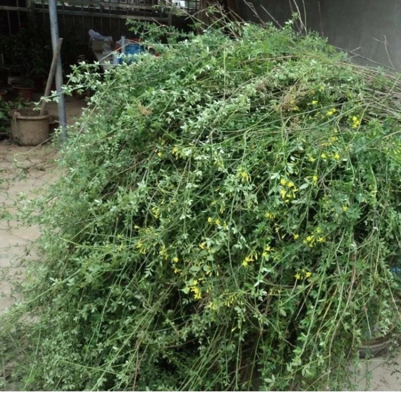 迎春花开花绿植室内外垂吊攀援绿化观赏花卉金黄迎春花苗