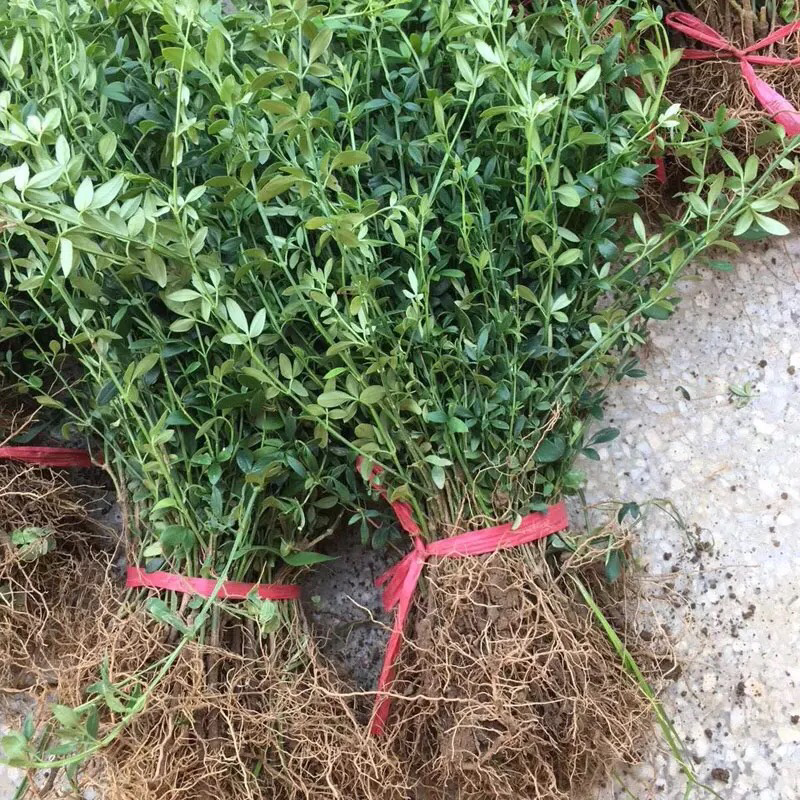 迎春花开花绿植室内外垂吊攀援绿化观赏花卉金黄迎春花苗
