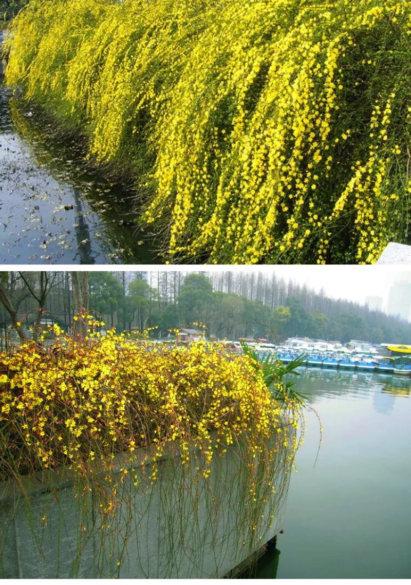 迎春花开花绿植室内外垂吊攀援绿化观赏花卉金黄迎春花苗