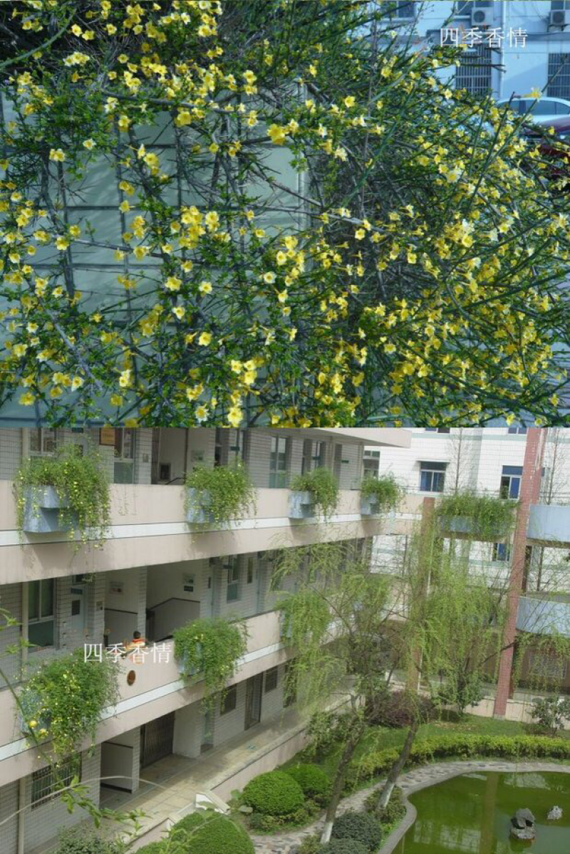 迎春花开花绿植室内外垂吊攀援绿化观赏花卉金黄迎春花苗