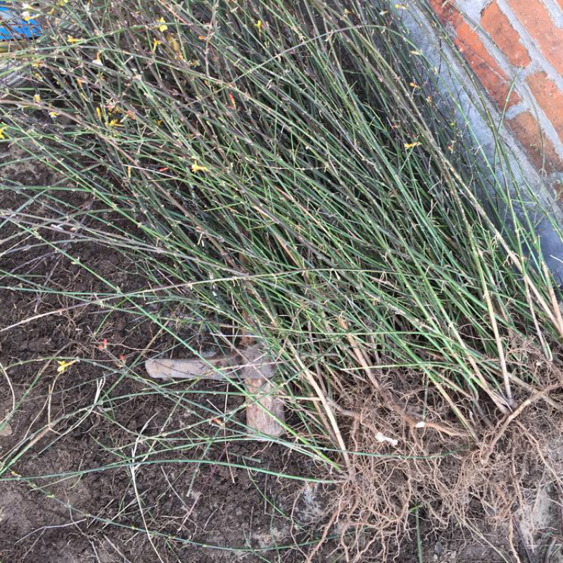 迎春花开花绿植室内外垂吊攀援绿化观赏花卉金黄迎春花苗