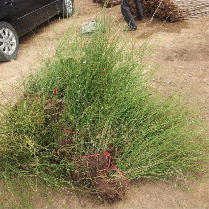 迎春花开花绿植室内外垂吊攀援绿化观赏花卉金黄迎春花苗