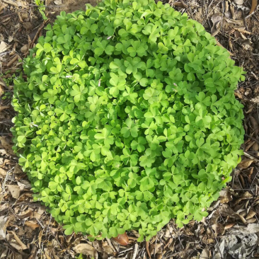 红花酢浆草红花草产区直销价