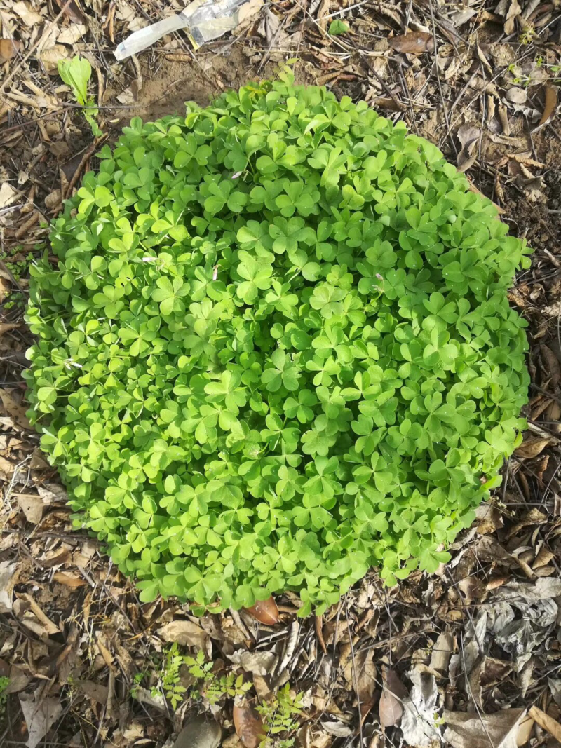 红花酢浆草红花草产区直销价