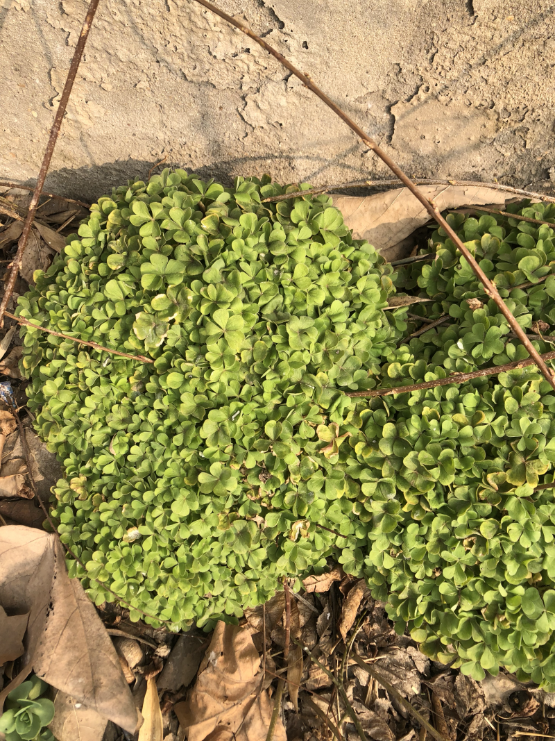 红花酢浆草红花草产区直销价