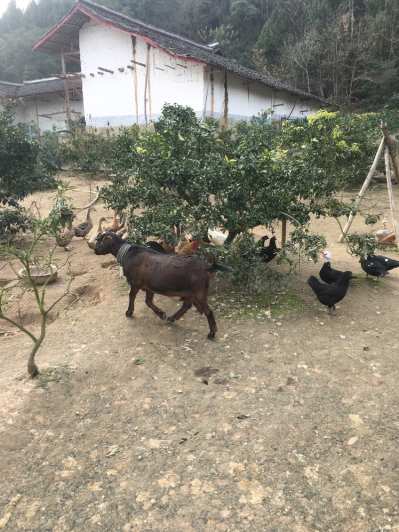 四川跑山鸡，纯粮喂养