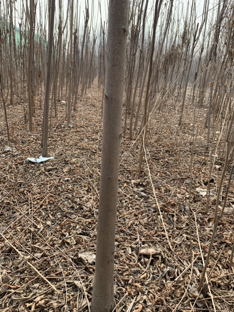 香椿苗红油香椿基地现挖现发包品种包成活包技术