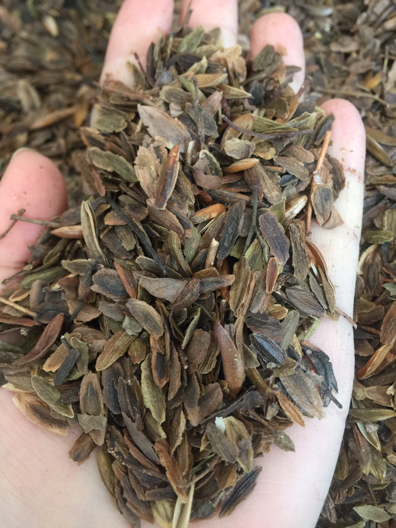 暴马丁香种子