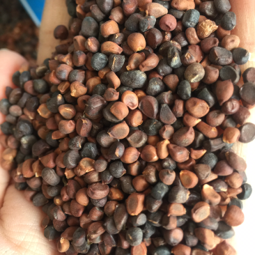 马连种子