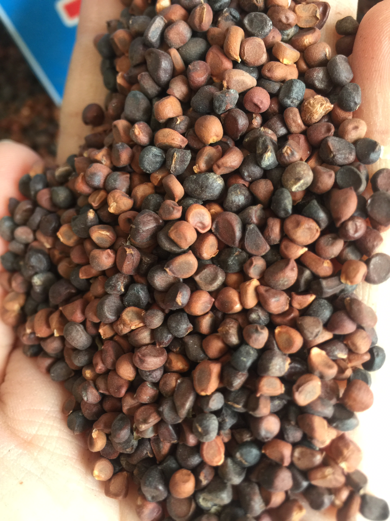 马连种子