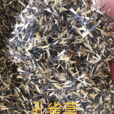 孔雀草种子
