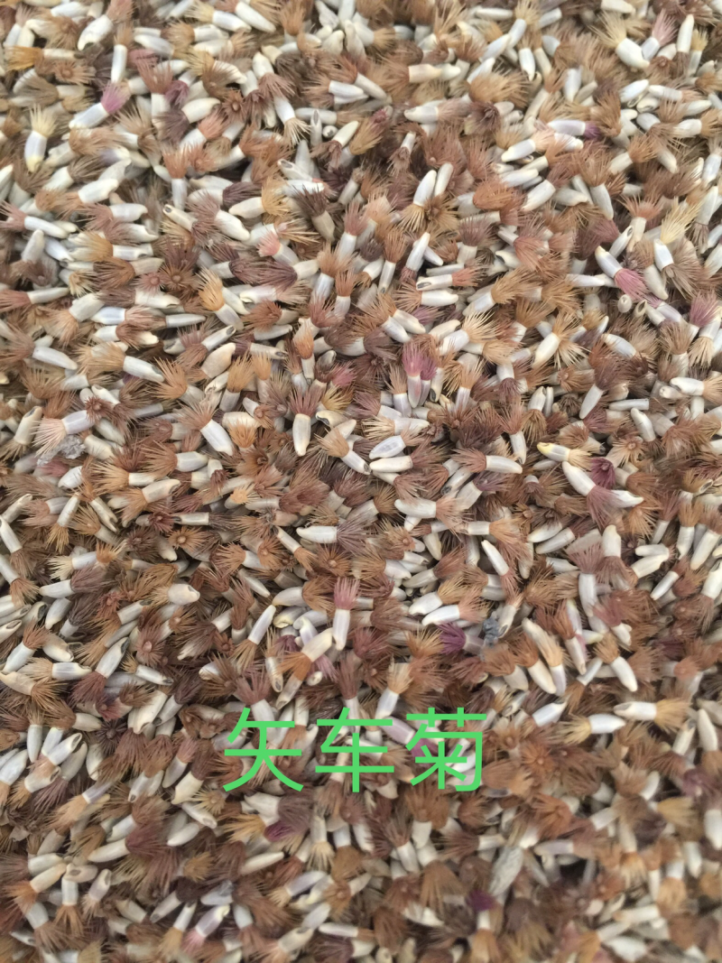 矢车菊种子