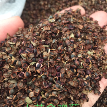 大花金鸡菊种子