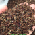 大花金鸡菊种子