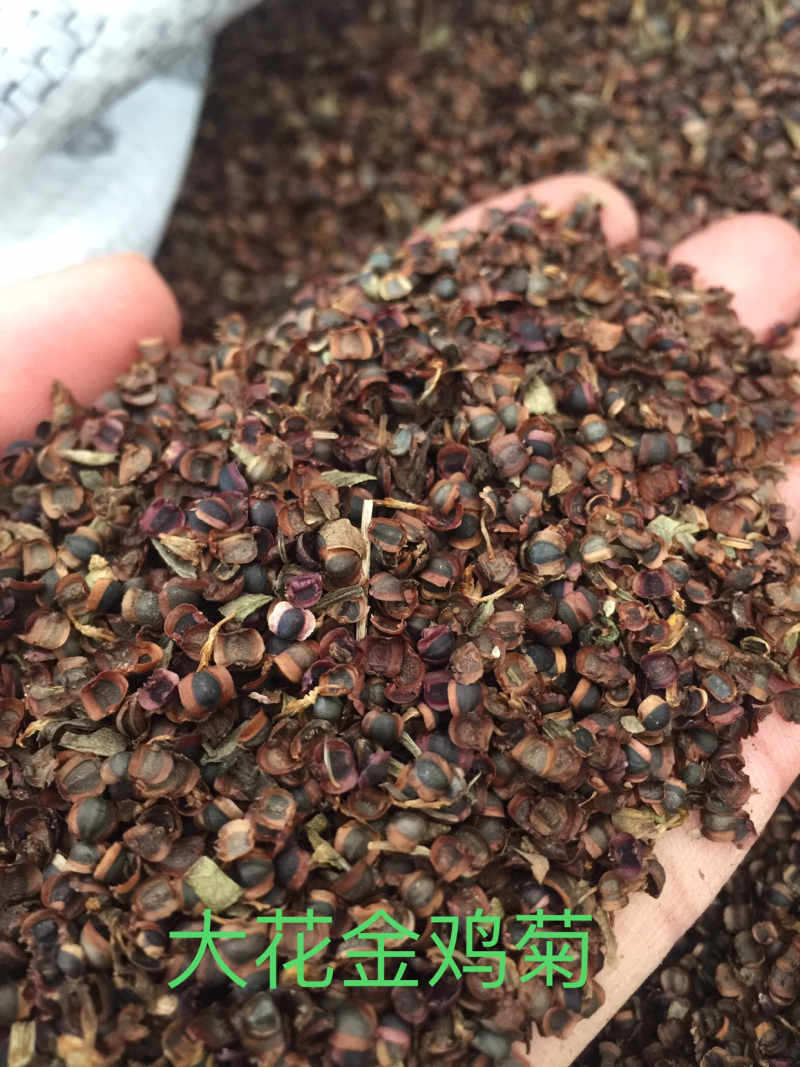 大花金鸡菊种子