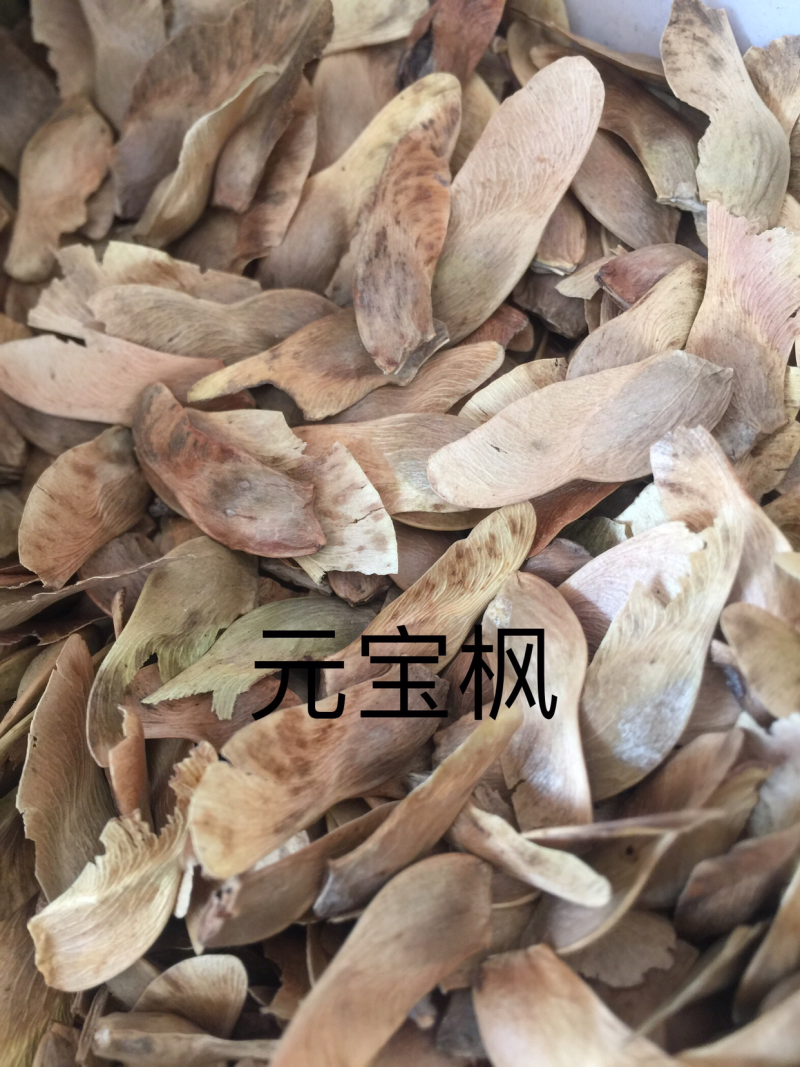 元宝枫种子