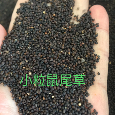 小粒鼠尾草种子