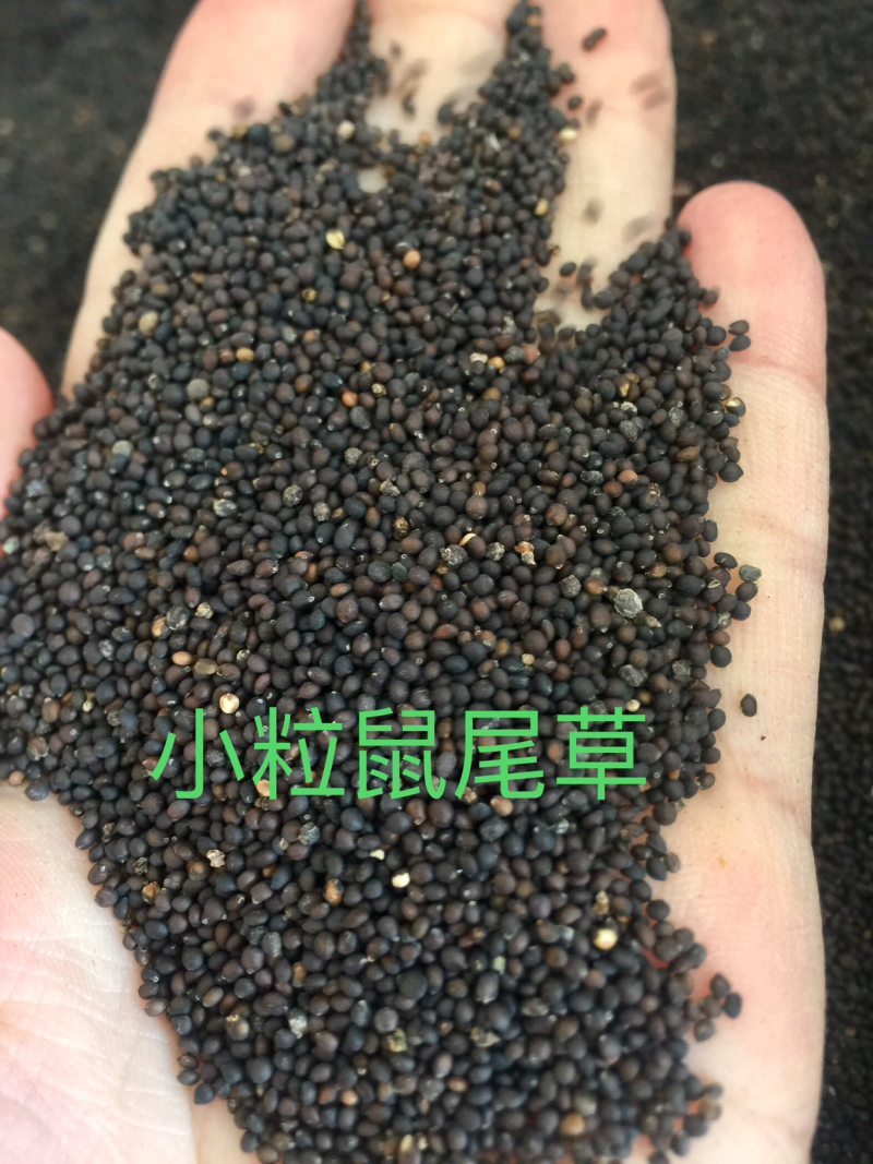 小粒鼠尾草种子