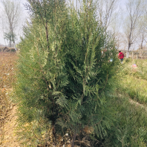 侧柏1米到1.8米，碗装或土球可要求，可占地，存活率高