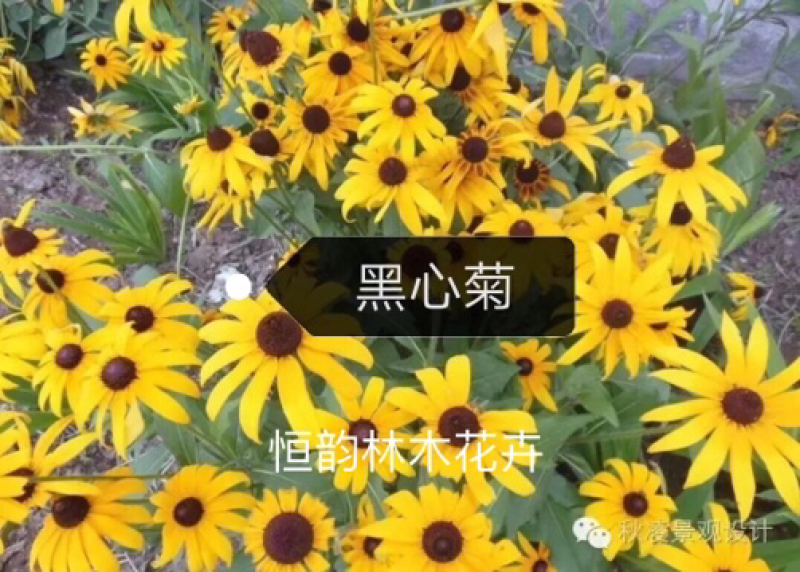 黑心菊种子