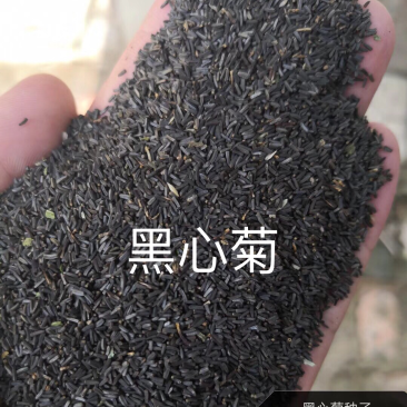 黑心菊种子
