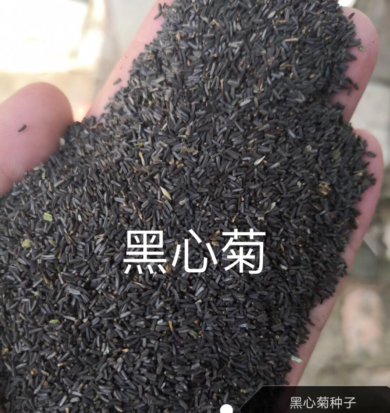 黑心菊种子