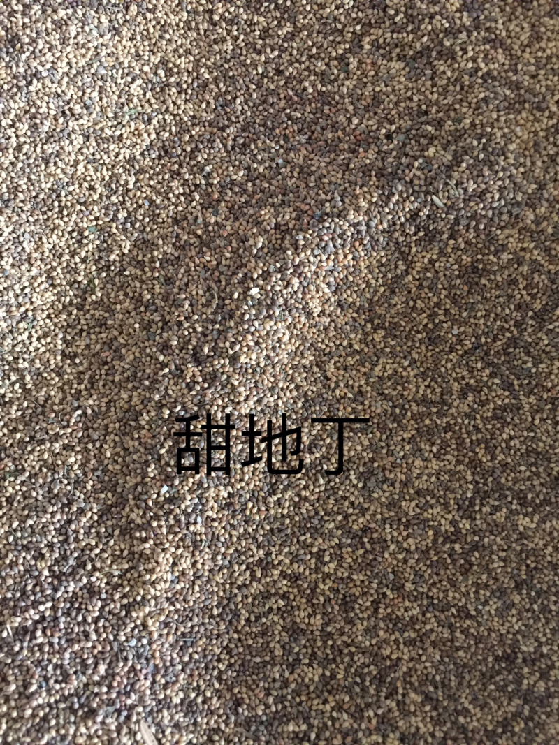 紫花地丁种子纯新种子