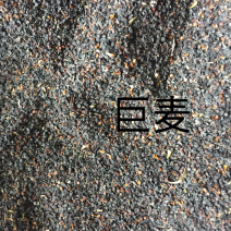 五彩石竹种子纯新种子