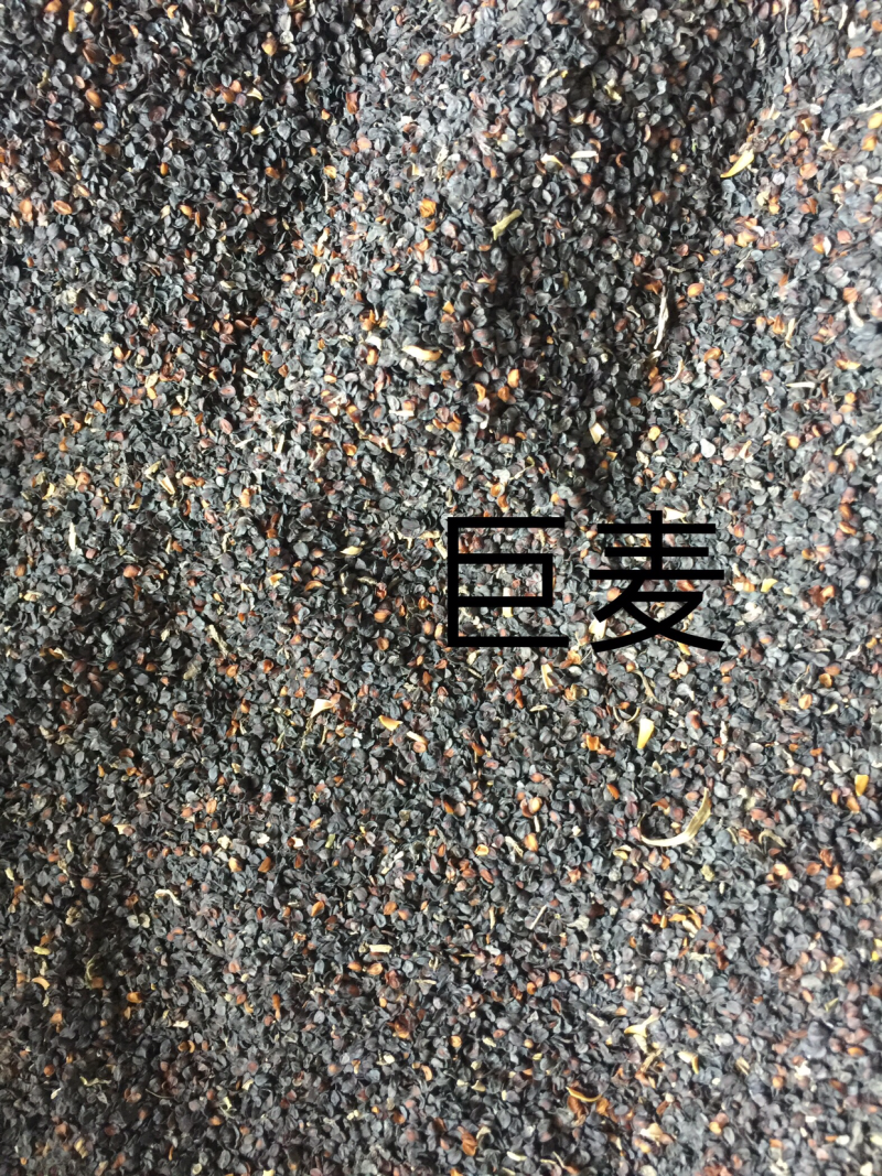 五彩石竹种子纯新种子