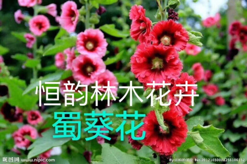 蜀葵种子