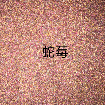 蛇莓种子
