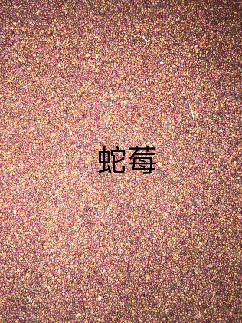 蛇莓种子