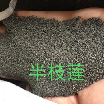 多瓣半枝莲种子