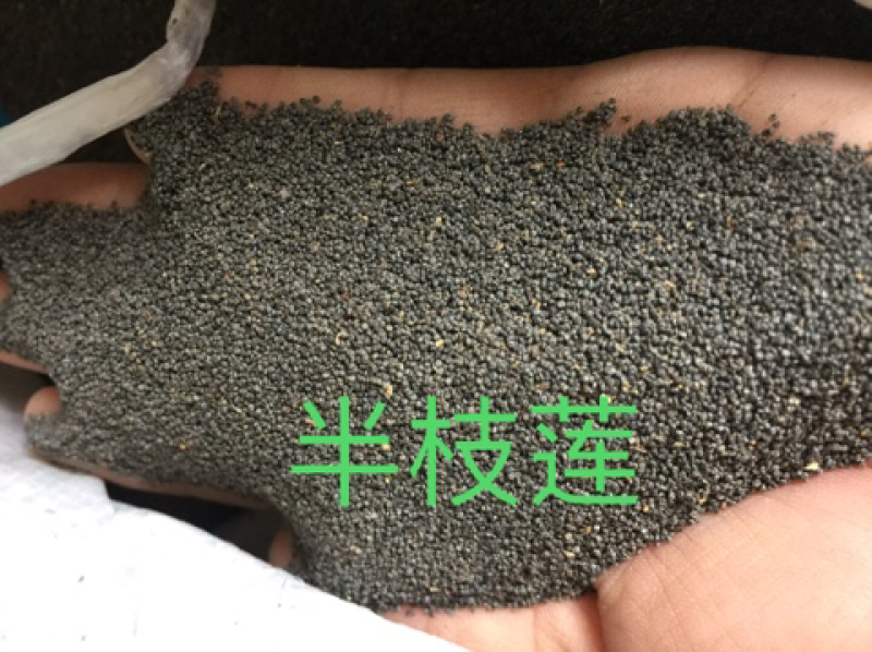 多瓣半枝莲种子