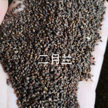 二月兰种子