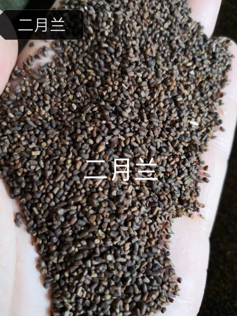 二月兰种子