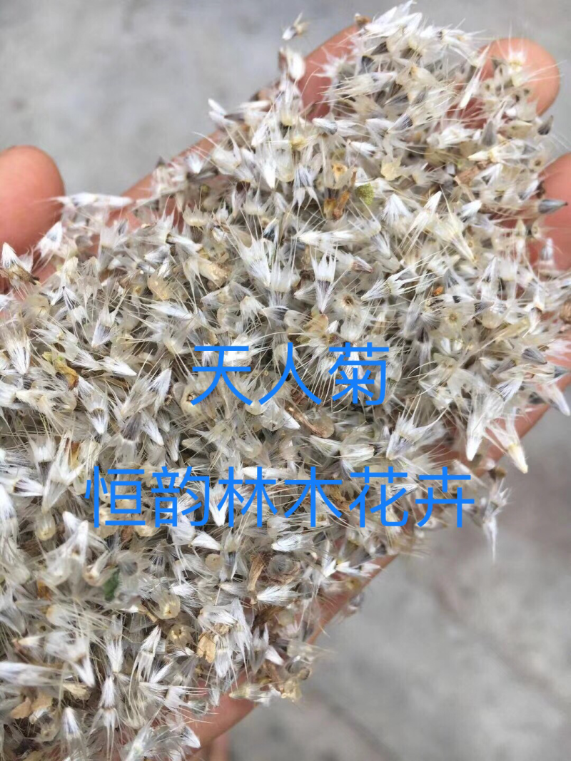 天人菊种子