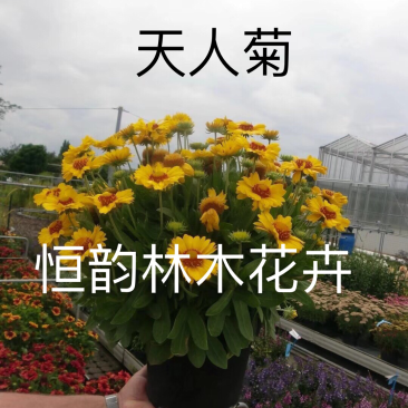 天人菊种子
