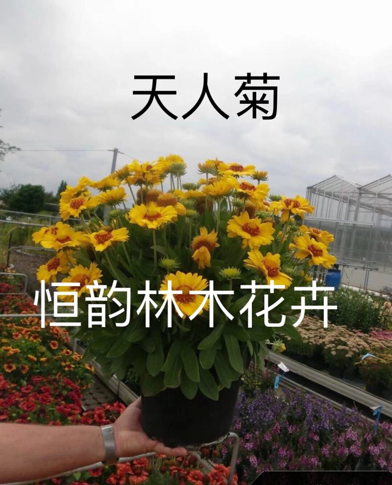 天人菊种子