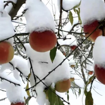 【推荐精品】冬桃苗，晚熟桃品种纯正免费提供种植技术
